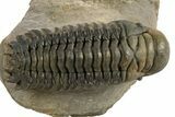 Colorful Crotalocephalina Trilobite - Atchana, Morocco #325997-2